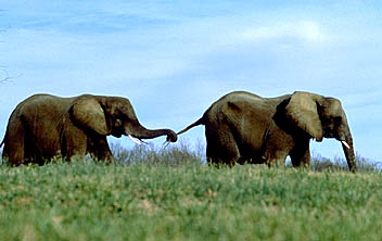 elephants