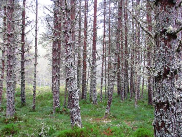 Glen Affric